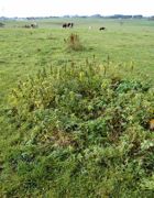 L'alternance fauche-pâture n'a pas que pour vertu de faire piétiner les vaches pour détruire les galeries de campagnols. Elle permet aussi de limiter les refus, un véritable havre de paix pour ces derniers.PHOTOS J.-M.V. L'alternance fauche-pâture n'a pas que pour vertu de faire piétiner les vaches pour détruire les galeries de campagnols. Elle permet aussi de limiter les refus, un véritable havre de paix pour ces derniers.PHOTOS J.-M.V.