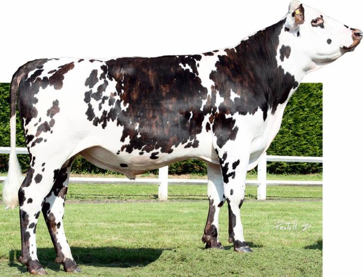 Fornells se hisse à la première place. Dans son sillage suivent quinze fi ls d'Upérise à 145 d'Isu et plus. À 158 d'Isu, le père ne se laisse pas distancer. Fornells se hisse à la première place. Dans son sillage suivent quinze fi ls d'Upérise à 145 d'Isu et plus. À 158 d'Isu, le père ne se laisse pas distancer.