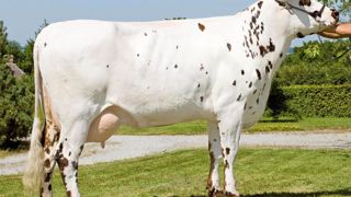 Avec 142 points, Ulozon, un fils de Ninas sur Highlander, est le numéro 7 au classement Isu. Son rapport lait-mamelle-cellules est séduisant, mais son utilisation sera freinée par la vitesse de traite à - 1. Avec 142 points, Ulozon, un fils de Ninas sur Highlander, est le numéro 7 au classement Isu. Son rapport lait-mamelle-cellules est séduisant, mais son utilisation sera freinée par la vitesse de traite à - 1.