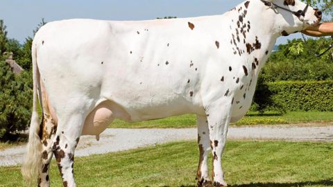 Avec 142 points, Ulozon, un fils de Ninas sur Highlander, est le numéro 7 au classement Isu. Son rapport lait-mamelle-cellules est séduisant, mais son utilisation sera freinée par la vitesse de traite à - 1.