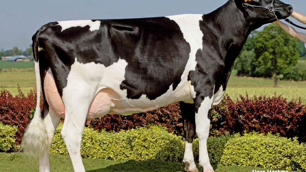 Il faudra surveiller la sortie d'octobre pour voir si Vernard, actuellement le meilleur fils de Négundo, garde son rang avec un nombre de filles suffisant pour passer le seuil FGE. Sorti chez Amélis, il ressemble beaucoup à son père.