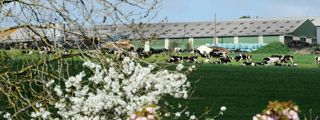 « Siësta beweiding », en flamand, est une pratique qui consiste à limiter le temps de présence dans la pâture au temps nécessaire à l'ingestion de la part d'herbe disponible. Un moyen de préserver l'appétence de l'herbe tout en maîtrisant la répartition des éléments fertilisants.© PHILIPPE MONTIGNY/FILIMAGES « Siësta beweiding », en flamand, est une pratique qui consiste à limiter le temps de présence dans la pâture au temps nécessaire à l'ingestion de la part d'herbe disponible. Un moyen de préserver l'appétence de l'herbe tout en maîtrisant la répartition des éléments fertilisants.© PHILIPPE MONTIGNY/FILIMAGES