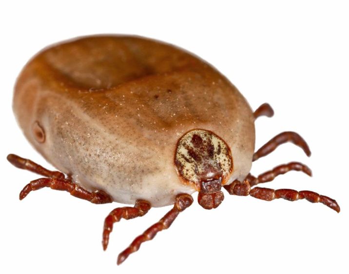 Les tiques transmettent par piqûre des maladies telles que l'ehrlichiose, la fièvre Q, la piroplasmose, etc.© CLAUDIUS THIRIET