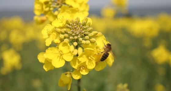 Plusieurs produits phytos suspectés d'augmenter vla mortalité des abeilles.