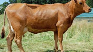 Les Turin excellent en trayons (114) et mamelle (123), à l'exception du ligament (79). Gare aussi à leur choisir des supports corpulents (79). Les Turin excellent en trayons (114) et mamelle (123), à l'exception du ligament (79). Gare aussi à leur choisir des supports corpulents (79).