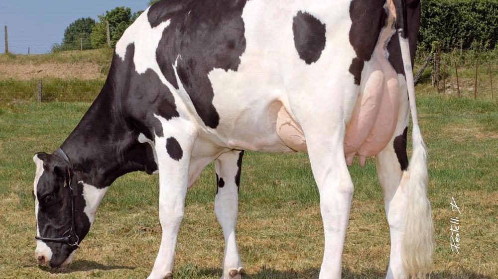 Avec Veryhigh, Dynamis sort un Lancelot facile à utiliser, notamment pour renforcer le gabarit.