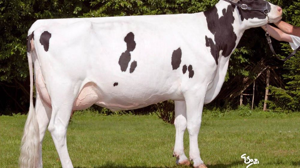 Volcan est, pour le moment, le meilleur fils d'Okendo, mais les accouplements devront être ciblés pour contrer ses défauts.