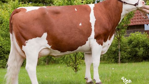 Les Urbaniste sont sans faille avec de gros arguments en mamelle (125) et en aplombs (119) pour encaisser les lactations. Elles ne pèchent même pas en aptitude viande (97). Les Urbaniste sont sans faille avec de gros arguments en mamelle (125) et en aplombs (119) pour encaisser les lactations. Elles ne pèchent même pas en aptitude viande (97).