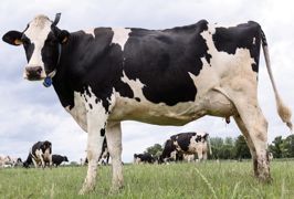 La demande des éleveurs s'oriente vers des animaux moins grands, plus larges, avec des aplombs et des pieds solides. La revalorisation du TB est à l'ordre du jour dans un contexte d'abandon des quotas matière grasse. Un sillon très marqué, des trayons courts et implantés vers l'intérieur sont une cause de réforme en traite robotisée.© CHRISTIAN WATIER La demande des éleveurs s'oriente vers des animaux moins grands, plus larges, avec des aplombs et des pieds solides. La revalorisation du TB est à l'ordre du jour dans un contexte d'abandon des quotas matière grasse. Un sillon très marqué, des trayons courts et implantés vers l'intérieur sont une cause de réforme en traite robotisée.© CHRISTIAN WATIER