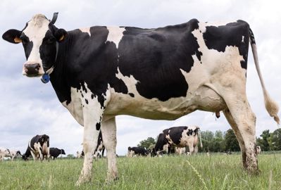 La demande des éleveurs s'oriente vers des animaux moins grands, plus larges, avec des aplombs et des pieds solides. La revalorisation du TB est à l'ordre du jour dans un contexte d'abandon des quotas matière grasse. Un sillon très marqué, des trayons courts et implantés vers l'intérieur sont une cause de réforme en traite robotisée.© CHRISTIAN WATIER