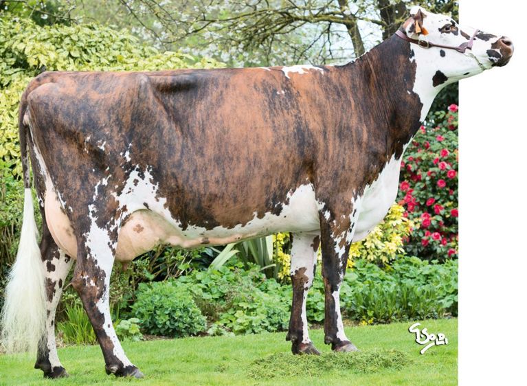 Jeox, le plus laitier. Avec 1 253 kg, ce fils de Greman Isy (Upérise) est le plus laitier des quatorze jeunes identifiés « lait ». Vu ce niveau, on lui pardonne son TB négatif, même si son oncle Fylio Isy, lui, est positif pour 1 037 kg de lait. Photo : la mère de Jeox.