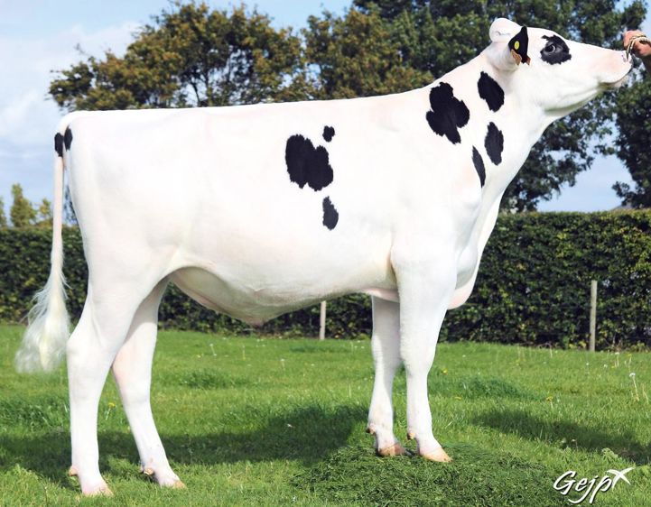 Joystar, crack en lait et morphologie À 203 points d'Isu, il améliore fortement le lait et les taux. Joystar, crack en lait et morphologie À 203 points d'Isu, il améliore fortement le lait et les taux.