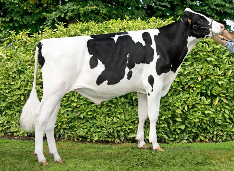 Jim, l'équilibre Gènes Diffusion propose un taureau presque sans défaut avec de sérieux atouts dans les taux et la reproduction.© ALGER MEEKMA