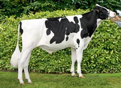 Jim, l'équilibre Gènes Diffusion propose un taureau presque sans défaut avec de sérieux atouts dans les taux et la reproduction.© ALGER MEEKMA Jim, l'équilibre Gènes Diffusion propose un taureau presque sans défaut avec de sérieux atouts dans les taux et la reproduction.© ALGER MEEKMA