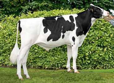 Jim, l'équilibre Gènes Diffusion propose un taureau presque sans défaut avec de sérieux atouts dans les taux et la reproduction.© ALGER MEEKMA
