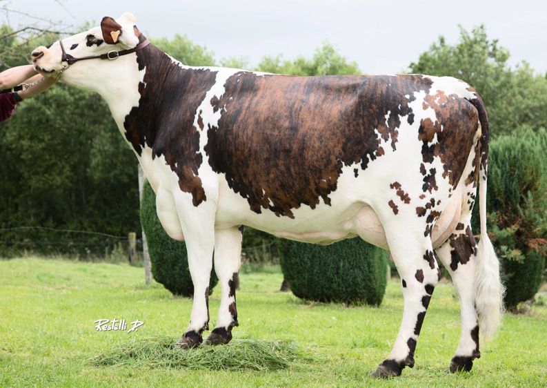 Le coup de pouce de Banzaï à Landais Landais amplifie l'index intervalle vêlage-1re IA positif de son grand-père maternel Banzaï. Grâce à cela, il a la meilleure combinaison mamelle-aplombs-STMA-reproduction de la sélection ci-dessous. Photo : la mère de Landais.