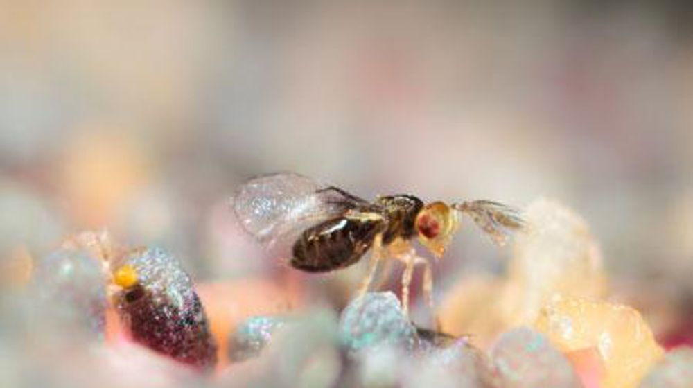 Sur son site dans la Drôme, Biotop produit notamment des trichogrammes pour lutter contre la pyrale du maïs. InVivo souligne la complémentarité des deux filiales, Biotop et Bioline. Sur son site dans la Drôme, Biotop produit notamment des trichogrammes pour lutter contre la pyrale du maïs. InVivo souligne la complémentarité des deux filiales, Biotop et Bioline.