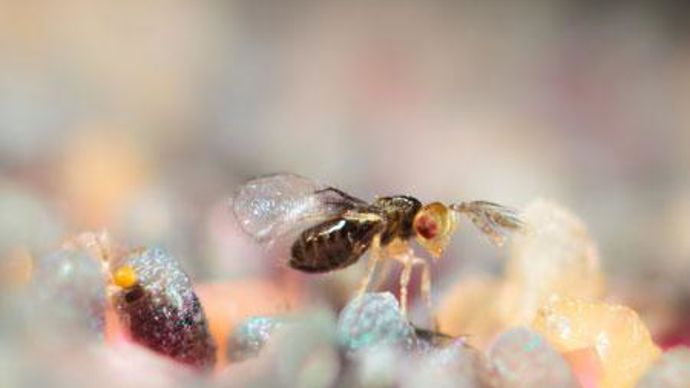 Sur son site dans la Drôme, Biotop produit notamment des trichogrammes pour lutter contre la pyrale du maïs. InVivo souligne la complémentarité des deux filiales, Biotop et Bioline. Sur son site dans la Drôme, Biotop produit notamment des trichogrammes pour lutter contre la pyrale du maïs. InVivo souligne la complémentarité des deux filiales, Biotop et Bioline.