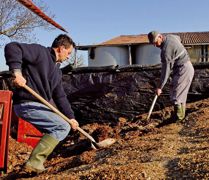 En écartant l'ensilage mal conservé et surtout les poches de moisissures, l'éleveur réduit la contamination du fourrage par les mycotoxines.© JÉRÔME CHABANNE En écartant l'ensilage mal conservé et surtout les poches de moisissures, l'éleveur réduit la contamination du fourrage par les mycotoxines.© JÉRÔME CHABANNE