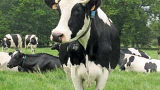 20 % des élevages laitiers bretons sont amenés à revoir leurs pratiques, et souvent à réduire le pâturage, pour respecter la directive nitrates. © P.L..C. 20 % des élevages laitiers bretons sont amenés à revoir leurs pratiques, et souvent à réduire le pâturage, pour respecter la directive nitrates. © P.L..C.