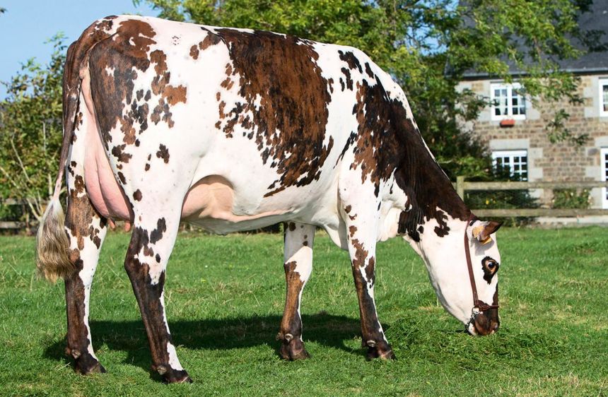 Jesper, le leader normand 2016/1 n'a un index lait que de 500 kg. La note de synthèse reproduction à 1,4 l'aide à se hisser à ce niveau. Notre photo : la mère de Jesper.© ALGER MEEKMA Jesper, le leader normand 2016/1 n'a un index lait que de 500 kg. La note de synthèse reproduction à 1,4 l'aide à se hisser à ce niveau. Notre photo : la mère de Jesper.© ALGER MEEKMA