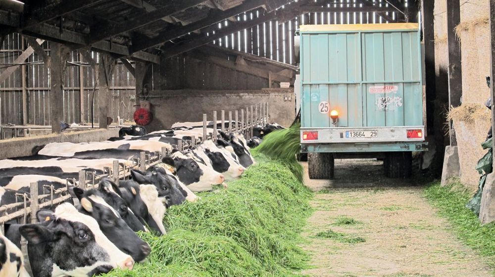 L'affouragement en vert s'avère être un complément adapté aux exploitations ayant fait le choix de la traite robotisée qui souhaitent maintenir une part de pâturage dans la ration. La rentabilité de cet investissement passe par une baisse de la consommation de concentrés.© J.P. L'affouragement en vert s'avère être un complément adapté aux exploitations ayant fait le choix de la traite robotisée qui souhaitent maintenir une part de pâturage dans la ration. La rentabilité de cet investissement passe par une baisse de la consommation de concentrés.© J.P.