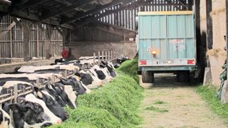 L'affouragement en vert s'avère être un complément adapté aux exploitations ayant fait le choix de la traite robotisée qui souhaitent maintenir une part de pâturage dans la ration. La rentabilité de cet investissement passe par une baisse de la consommation de concentrés.© J.P. L'affouragement en vert s'avère être un complément adapté aux exploitations ayant fait le choix de la traite robotisée qui souhaitent maintenir une part de pâturage dans la ration. La rentabilité de cet investissement passe par une baisse de la consommation de concentrés.© J.P.