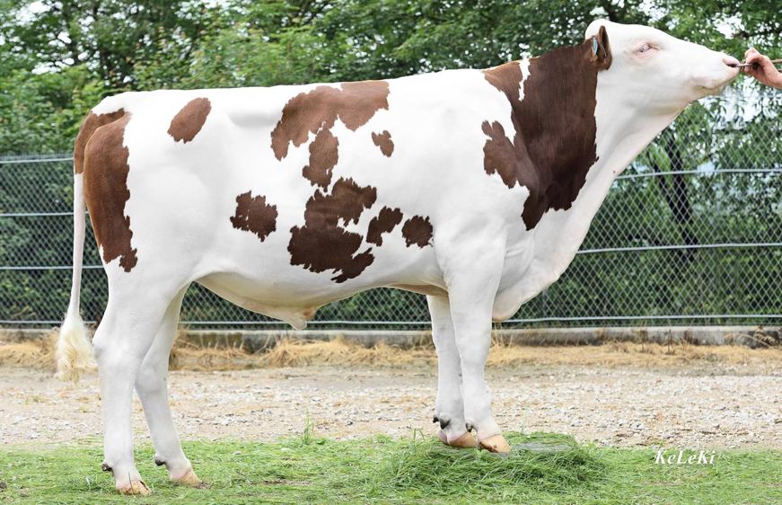 Jordren JB, nouveau n°1 montbéliard en Isu  Jordren JB, le nouveau n°1 en Isu, n'est pas seulement recommandé pour travailler les fonctionnels. Il laisse aussi des vaches solides sur leurs aplombs (110) avec des pis attachés très loin devant (130).© KELEKI BONN