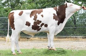 Jordren JB, nouveau n°1 montbéliard en Isu Jordren JB, le nouveau n°1 en Isu, n'est pas seulement recommandé pour travailler les fonctionnels. Il laisse aussi des vaches solides sur leurs aplombs (110) avec des pis attachés très loin devant (130).© KELEKI BONN Jordren JB, nouveau n°1 montbéliard en Isu Jordren JB, le nouveau n°1 en Isu, n'est pas seulement recommandé pour travailler les fonctionnels. Il laisse aussi des vaches solides sur leurs aplombs (110) avec des pis attachés très loin devant (130).© KELEKI BONN