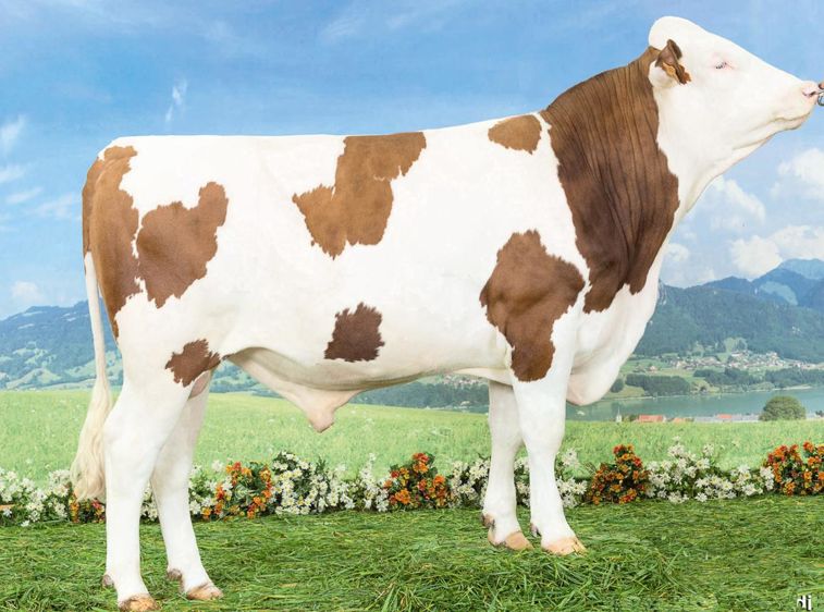 Jarek, numéro 1 du millésime en morphologie Avec son 6,9 de taux de parenté, Jarek va créer quelques frustrations. Il pointe en effet à 126 en morphologie et 130 en mamelle avec une seule réserve d'utilisation, outre son potentiel lait (174 kg), son ligament indexé à 93.© UMOTEST/GIORGIO SOLDI 