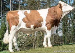 Jilbeer, du lait, du taux et de l'aptitude viande Les géniteurs cumulant potentiel lait, taux et aptitude bouchère très bien orientée ne sont pas légion. Jilbeer est de ceux-là avec son 1 042 kg de lait, son 1,2-1 en TP-TB et son 107 en viande. Jilbeer, du lait, du taux et de l'aptitude viande Les géniteurs cumulant potentiel lait, taux et aptitude bouchère très bien orientée ne sont pas légion. Jilbeer est de ceux-là avec son 1 042 kg de lait, son 1,2-1 en TP-TB et son 107 en viande.