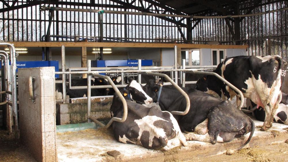 L'agencement du bâtiment doit être pensé de façon à optimiser la circulation des animaux.© P.L.C.