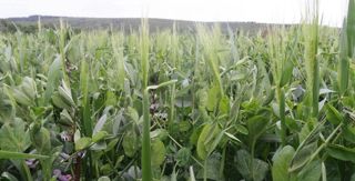 L'association triticale + protéagineux ne nécessite pas de fertilisation azotée. Elle est acceptée par la réglementation nitrates bas-normande comme culture intermédiaire, et il est possible de la booster par 30 unités par hectare si elle se présente mal en sortie hiver.© DAVID DELBECQUE L'association triticale + protéagineux ne nécessite pas de fertilisation azotée. Elle est acceptée par la réglementation nitrates bas-normande comme culture intermédiaire, et il est possible de la booster par 30 unités par hectare si elle se présente mal en sortie hiver.© DAVID DELBECQUE