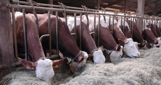 Si on choisit en ration foin-regain un aliment avec peu de céréales et beaucoup de coproduits énergétiques, il faut plutôt s'attendre à des contre-performances techniques.© J.-M.V. Si on choisit en ration foin-regain un aliment avec peu de céréales et beaucoup de coproduits énergétiques, il faut plutôt s'attendre à des contre-performances techniques.© J.-M.V.