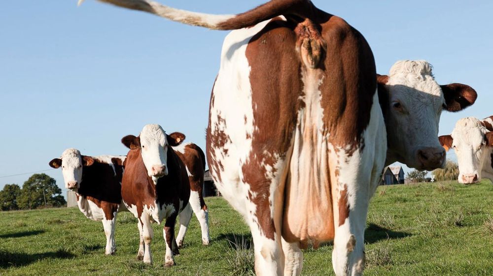 © SÉBASTIEN CHAMPION