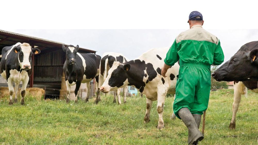 La durée du tarissement est un levier souple et réversible d'une lactation à l'autre pour jouer sur le potentiel de production et la capacité d'ingestion de l'animal. © CLAUDIUS THIRIET La durée du tarissement est un levier souple et réversible d'une lactation à l'autre pour jouer sur le potentiel de production et la capacité d'ingestion de l'animal. © CLAUDIUS THIRIET