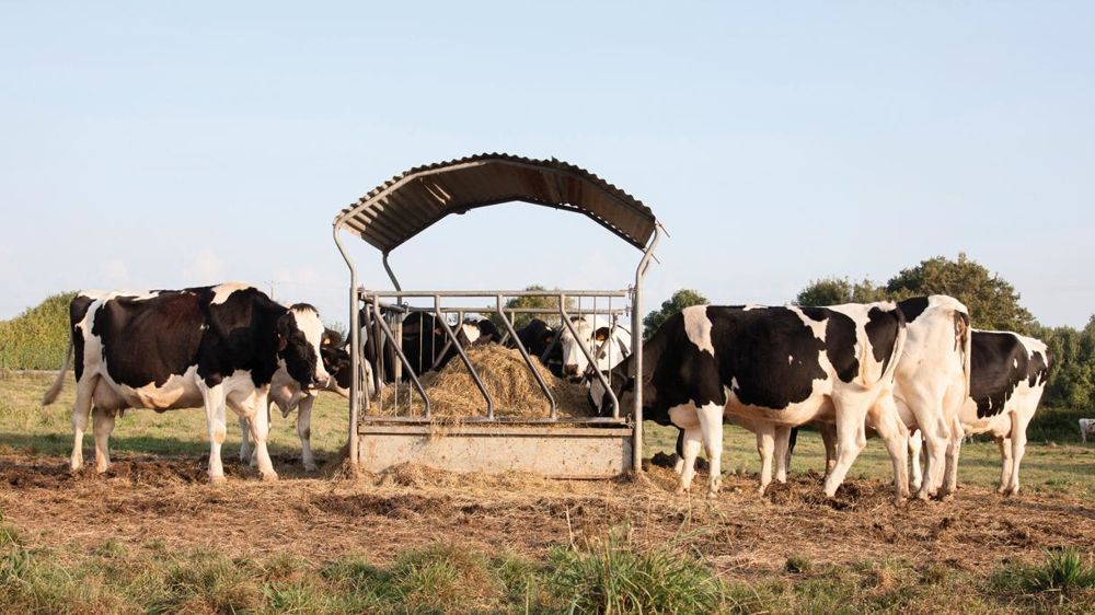 Le début de la période sèche peut se dérouler à la pâture sur prairie de graminées à moins de 10 ares par vache avec impérativement un apport de 3 à 4 kg de fibres.© SÉBASTIEN CHAMPION Le début de la période sèche peut se dérouler à la pâture sur prairie de graminées à moins de 10 ares par vache avec impérativement un apport de 3 à 4 kg de fibres.© SÉBASTIEN CHAMPION