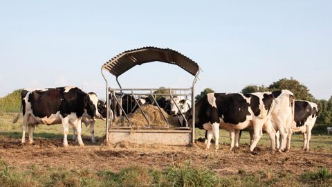 Le début de la période sèche peut se dérouler à la pâture sur prairie de graminées à moins de 10 ares par vache avec impérativement un apport de 3 à 4 kg de fibres.© SÉBASTIEN CHAMPION
