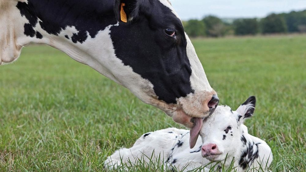 La santé du veau nouveau-né dépend du colostrum qu'il ingère dans les premières heures de sa vie. Or, la qualité de ce colostrum se joue pendant le tarissement.© CHRISTIAN WATIER La santé du veau nouveau-né dépend du colostrum qu'il ingère dans les premières heures de sa vie. Or, la qualité de ce colostrum se joue pendant le tarissement.© CHRISTIAN WATIER