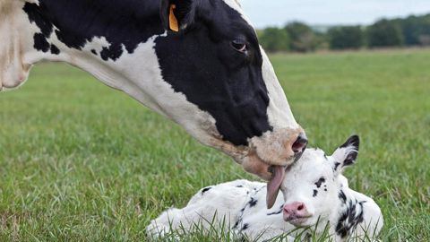 La santé du veau nouveau-né dépend du colostrum qu'il ingère dans les premières heures de sa vie. Or, la qualité de ce colostrum se joue pendant le tarissement.© CHRISTIAN WATIER