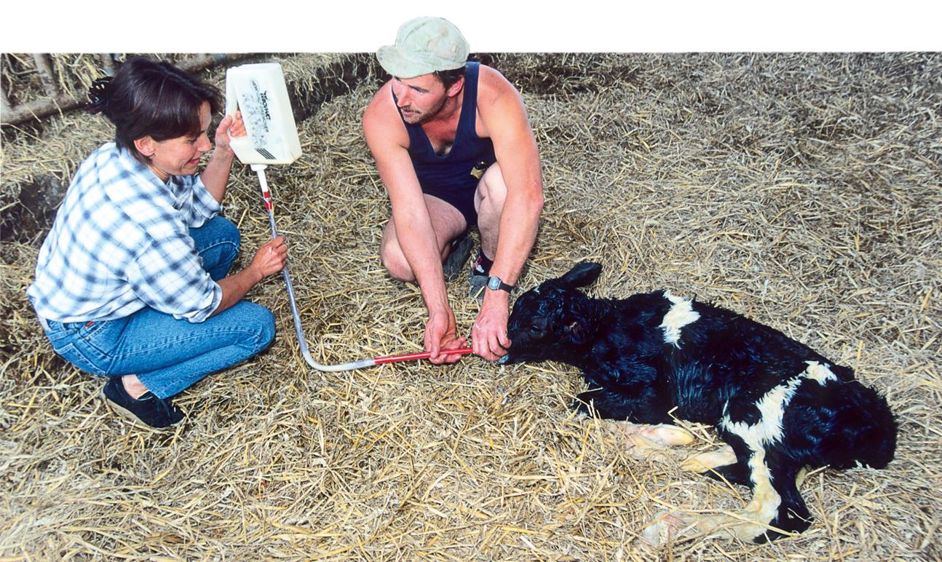 La vaccination des femelles gestantes a eu un effet bénéfique rapide dans cet élevage où le transfert colostral est satisfaisant : qualité du colostrum, quantité distribuée et rapidité de distribution après la naissance sont respectées.© CLAUDIUS THIRIET