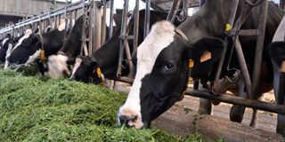 À 0,85 UFL et 100 g de MAT, l'herbe associée à de l'ensilage maïs n'offre aucune économie en tourteau de soja par rapport à une ration 100 % maïs.© D.G. À 0,85 UFL et 100 g de MAT, l'herbe associée à de l'ensilage maïs n'offre aucune économie en tourteau de soja par rapport à une ration 100 % maïs.© D.G.