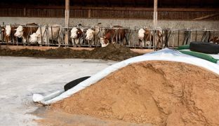 Distribuer de 4 à 8 kg bruts au maximum, les drèches de brasserie représentent une source intéressante de protéines.© CLAUDIUS THIRIET Distribuer de 4 à 8 kg bruts au maximum, les drèches de brasserie représentent une source intéressante de protéines.© CLAUDIUS THIRIET