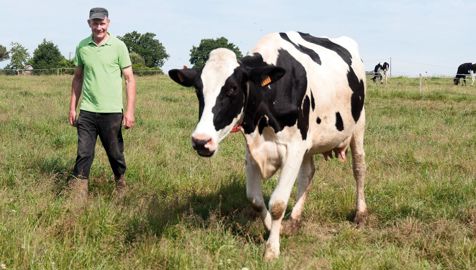 Avec l'arrivée des fortes chaleurs, la parcelle de jour devient moins exploitée. « Les vaches sont plus fainéantes quand il fait chaud, constate Philippe. Quand nous sommes bien à 20°C, elles préfèrent être à 4°C. »REPORTAGE PHOTOS : © E.A.