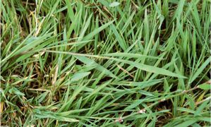 La graminée « Agrostis stolonifera » est délicate à maîtriser. Elle est résistante à la sécheresse, aux conditions très pluvieuses et au glyphosate. Elle synthétise des composés chimiques qui inhibent la germination et la croissance des plantes voisines.© Michel harivel La graminée « Agrostis stolonifera » est délicate à maîtriser. Elle est résistante à la sécheresse, aux conditions très pluvieuses et au glyphosate. Elle synthétise des composés chimiques qui inhibent la germination et la croissance des plantes voisines.© Michel harivel