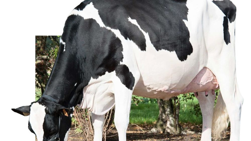 Gamein Gah. À 183 d'Isu, ce taureau de Dynam'Is est très intéressant pour sa morphologie et ses index fonctionnels. Sa neutralité dans les taux est un avantage dans cette famille (en photo,  sa mère). © D. RESTELLI