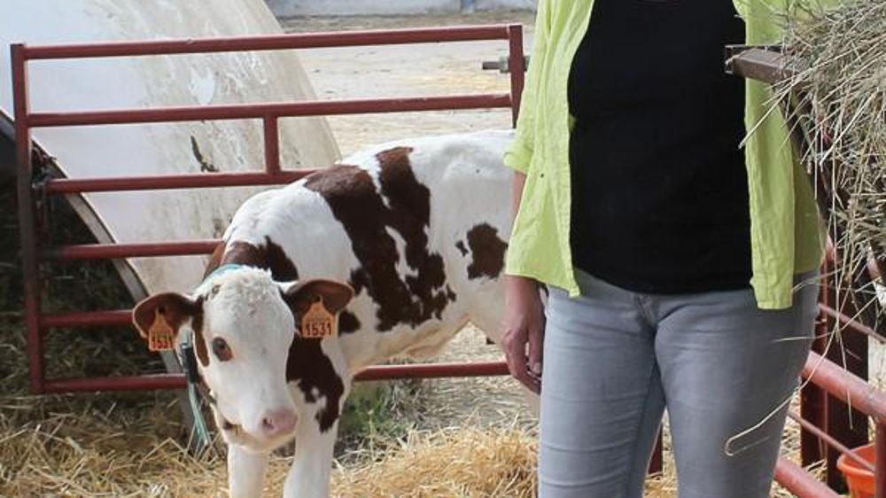 Pour Marie-Agnès Thevenot, il est important de garder un contact quotidien avec les veaux.© DENIS LEHÉ