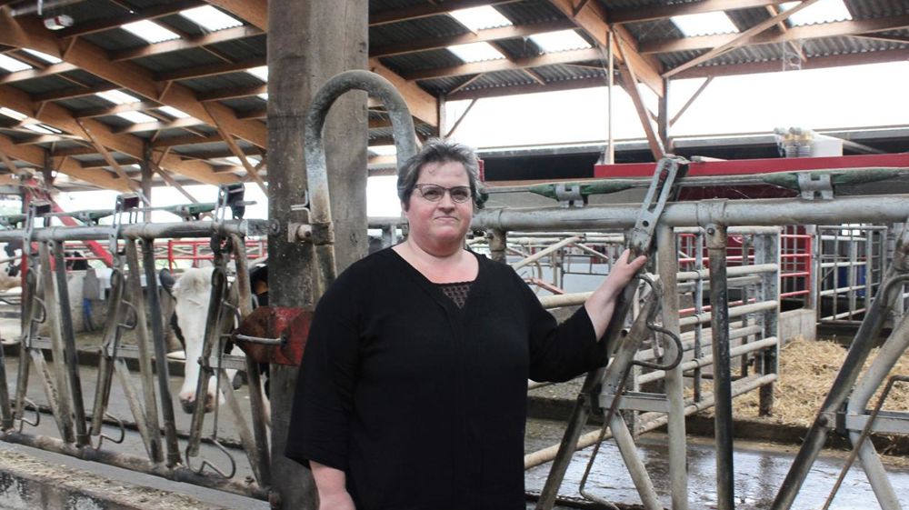 Chez Anne-Marie et Jean-Pierre Dufeu, les laitières ont droit à seize heures de lumière quotidienne toute l'année.© DENIS LEHÉ