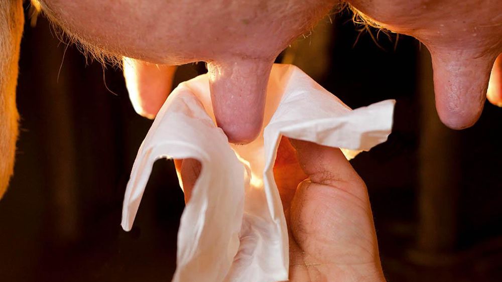 Il n'y a pas une hygiène de traite passe-partout, mais des pratiques à adapter en fonction des espèces bactériennes ciblées.© CLAUDIUS THIRIET