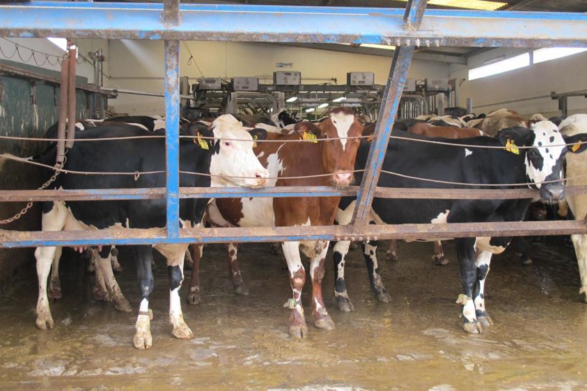 
						Le nouvel indice devrait permettre de maximiser le progrès génétique sur les croisées Procross (ici au Portugal). 
							© P. l. c.